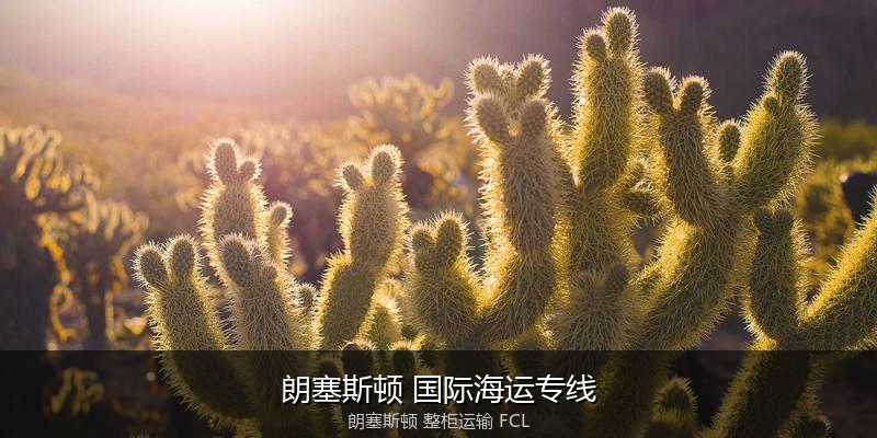 海运拼箱与整柜运输优劣对比